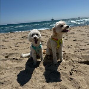 Meet your Posher, Amara